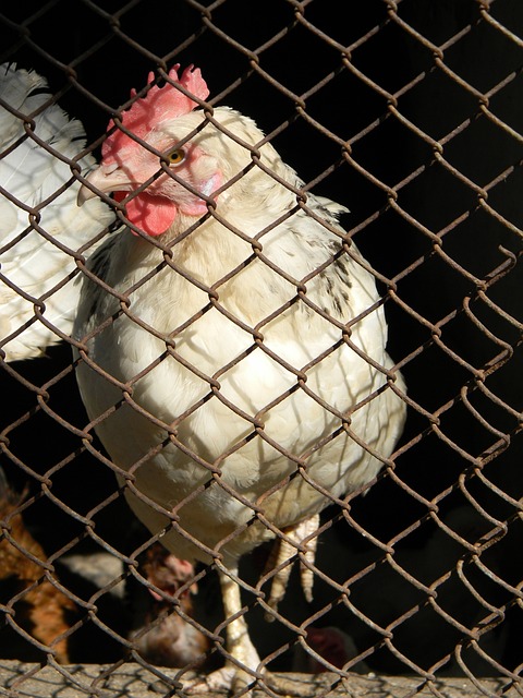 猛烈攻势 猛烈攻势