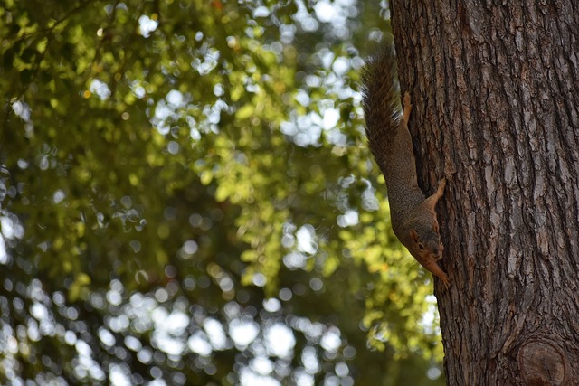 球队的关注 球队的关注